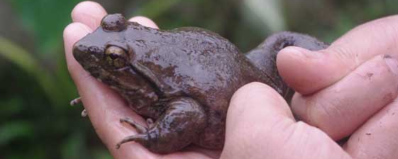 野生石蛙多少钱一斤？附石蛙的营养价值及吃法