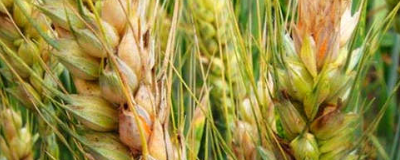 小麦赤霉病的防治措施，附症状的分类和诱发病原