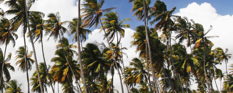 椰子树长什么样子？附产地和生长环境