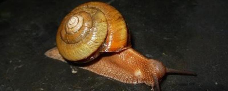灰巴蜗牛怎么防治附其发生规律