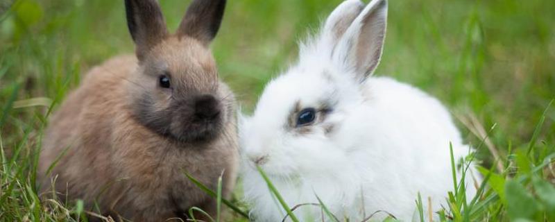 兔子耳痒病防治技术，附症状表现