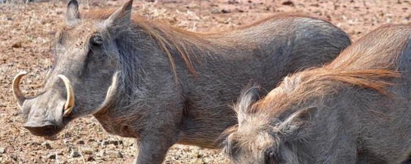 疣猪和野猪的区别，疣猪吃什么食物