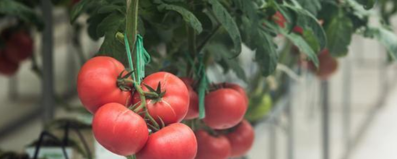 番茄叶霉病怎么防治附为害症状及发病原因