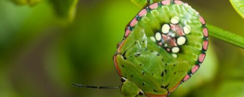 稻绿蝽怎么防治附稻绿蝽的危害特征及发生规律