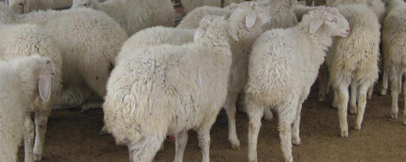 小尾寒羊羊痘防治方法，怎么预防羊痘