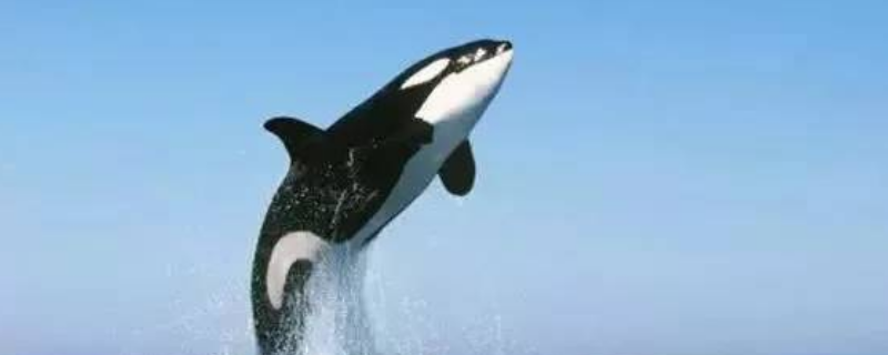 虎鲸vs大白鲨谁厉害虎鲸和大白鲨吃什么食物