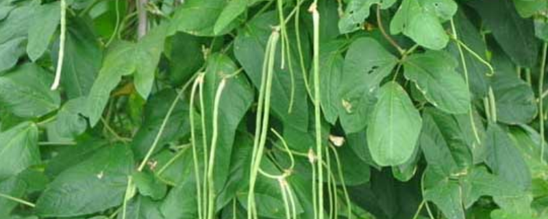 豇豆的种植时间，附豇豆的栽培环境