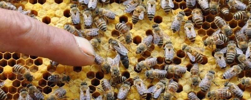 中蜂围王的处理方法，中蜂产卵的处理方法