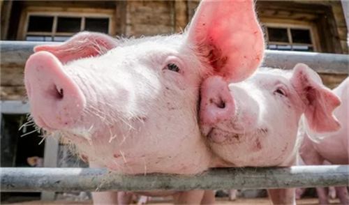 母猪保健方案及母猪保健程序汇总你知道是什么吗？