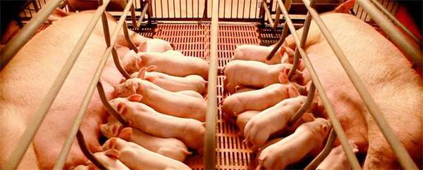 我们如何防治母猪厌食综合征？