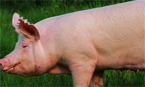 麦麸妙用：母猪产后保健提高泌乳量 育肥猪增肥 要收藏哦！