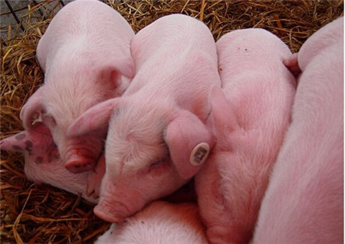 母猪配种后该如何饲喂？很有讲究的！