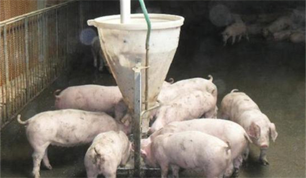 养猪育肥技术：养猪人自配猪饲料，日长三斤，提早出栏不是梦