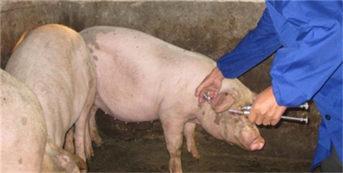 猪保健品：是必需还是非必需呢？