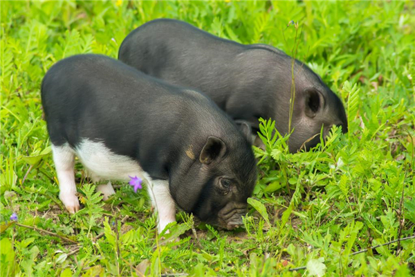 “瘦肉型”种猪的饲养管理