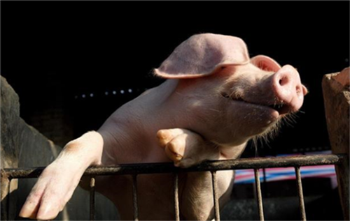 引起猪采食量下降，常见原因都有哪些？你知道吗？该如何防治？
