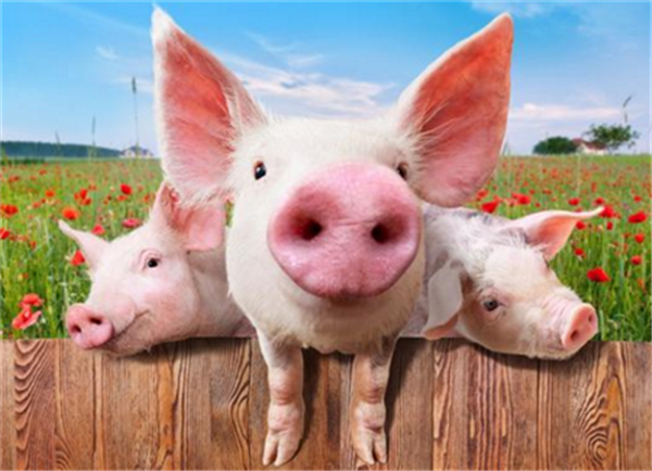 加强生长育肥猪的饲养管理减少疾病的发生（下）