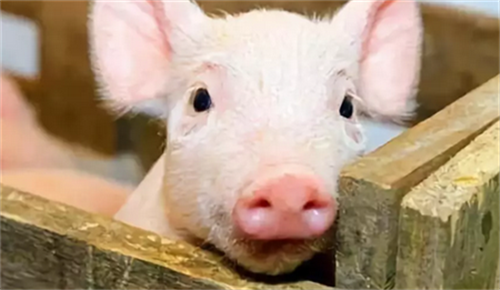 规模化猪场后备母猪的高效管理法