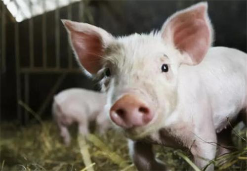 猪的饲喂技术，干料和湿料都有什么优缺点？生喂好还是熟喂好？