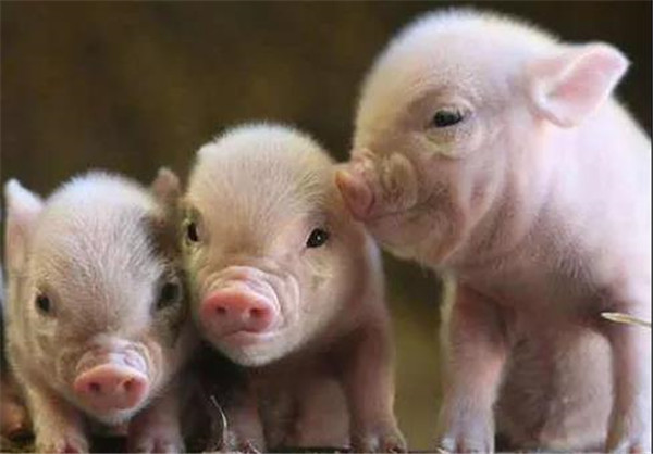 养猪人做好4件事，让春季养猪无忧！