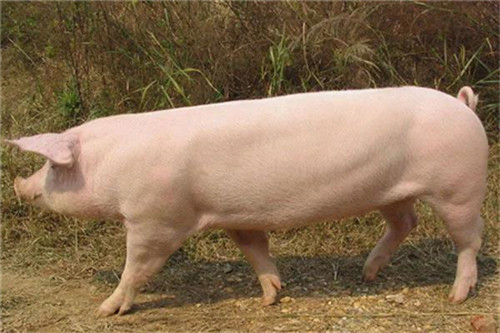 生长育肥猪的饲养管理和保健措施
