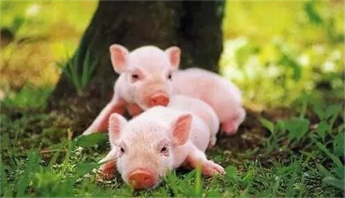 养猪不赚钱？关键在母猪！母猪健康是养猪场利润之所在你知道吗？