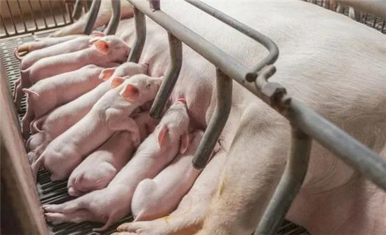 要想保持母猪有良好的体况及繁殖性能，就必须学会其各阶段饲料的选择与控制！