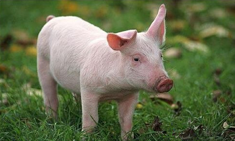 母猪空怀期的饲养管理要点有哪些你都知道吗？
