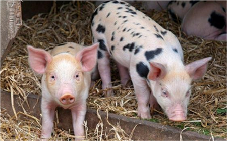 养猪想赚钱，仔猪成活率是关键！仔猪的4个生理特点你必须了解！