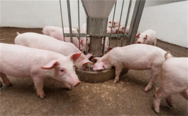  猪每个生长阶段都需要喂不同的饲料，到底该怎么喂？