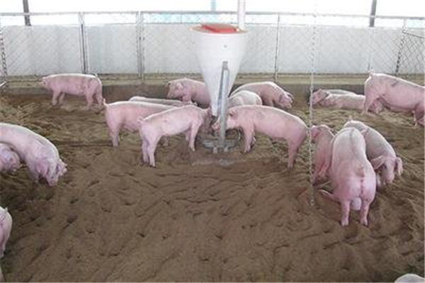 肉猪常用的2种育肥方法