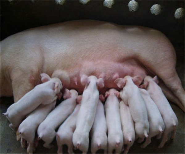 母猪产前产后营养负平衡造成其饲养难度之大，该如何精喂饲养？