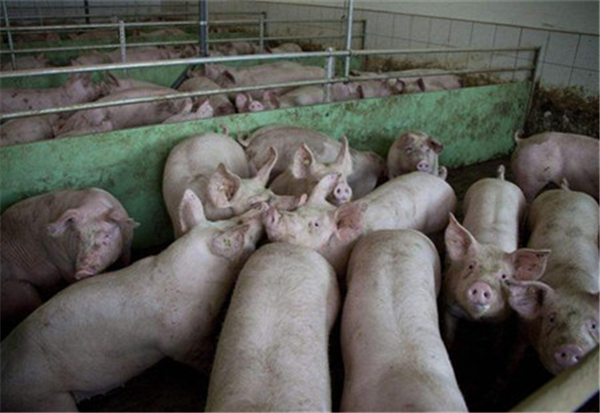 育肥猪保健饲养方案
