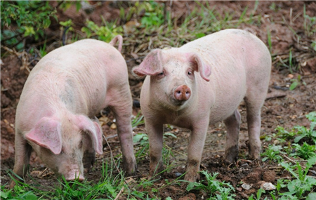 母猪饲养管理中存在的误区