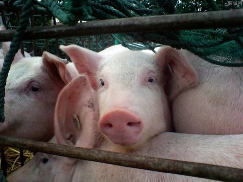 猪如何饲养小窍门，一般人不告诉你！