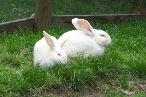 兔子养殖品种有哪些看完终于知道怎么选了