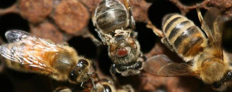 蜂螨的防治方法及注意事项，附发生规律
