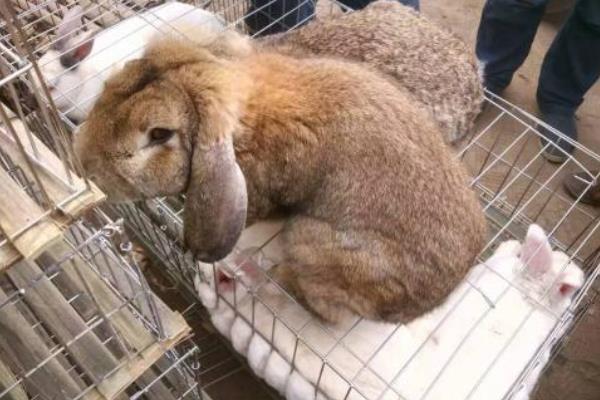 兔子养殖品种有哪些看完终于知道怎么选了