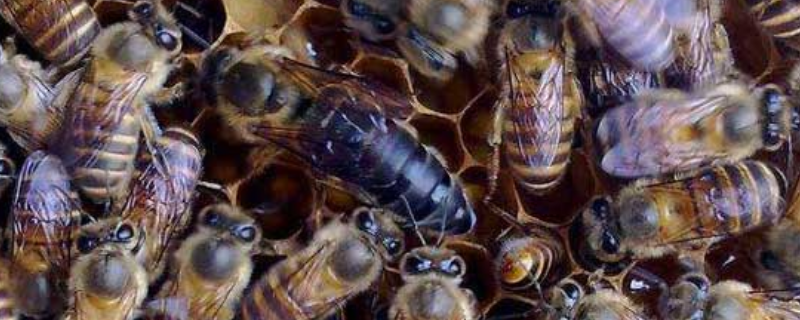 急造王台蜂王能繁殖吗，附质量论述