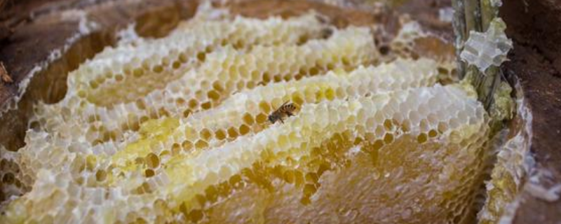 网上能买到真的蜂巢蜜吗，附选购技巧和鉴别方法