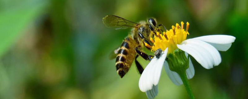 中蜂怎样秋繁快速繁蜂，详细介绍
