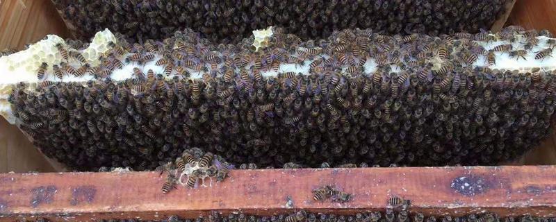 急造王台会发生分蜂吗，附蜂群分蜂与蜂王来源有无关系
