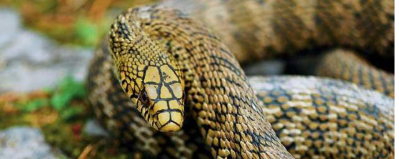 大王蛇是保护动物吗附大王蛇咬人有毒吗