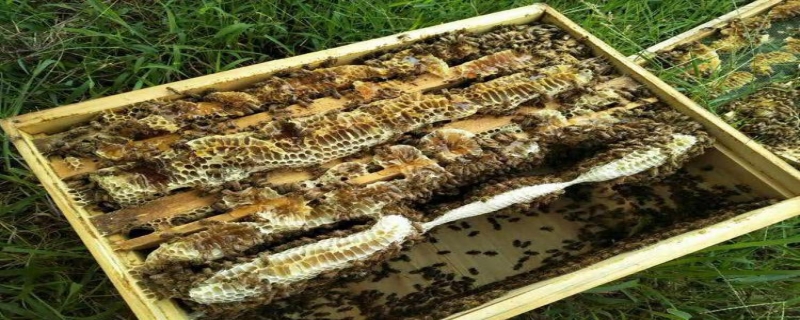 蜂巢蜜是怎么形成的？附蜂巢蜜种类的划分和营养价值的介绍