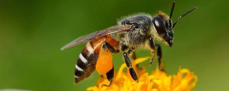 中蜂春繁技术要点有哪些注意严防病害并适时加脾