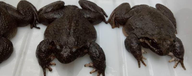石蛙和牛蛙的区别，详细介绍
