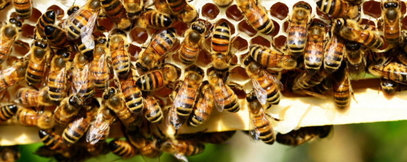 一脾蜂一个月繁殖多少，附蜂群结构