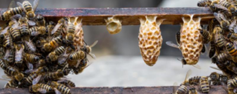 北方蜜蜂春繁技术有哪些，奖励饲养是春繁的核心工作