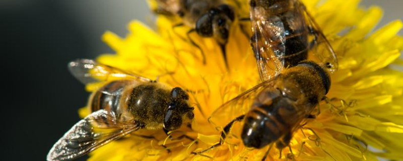 黑蜂有毒吗，附黑蜂的种类划分