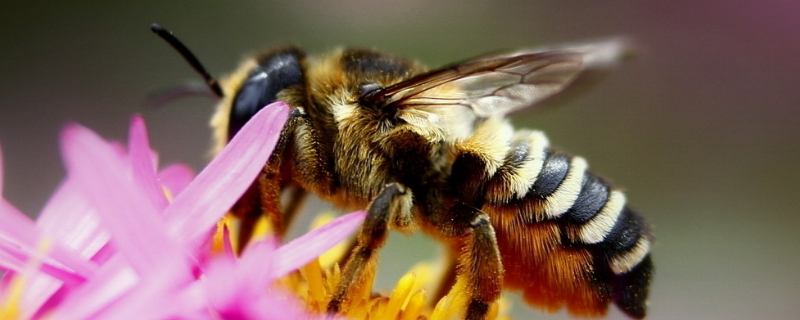 蜜蜂秋繁怎样饲喂蜂群，附饲料种类和秋繁期的注意事项